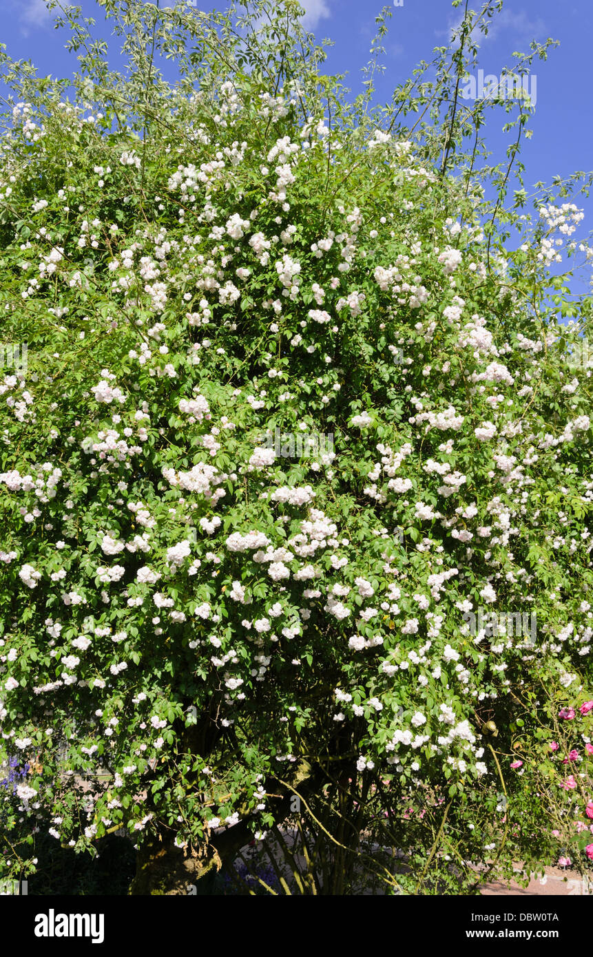 Rambler (Rosa Paul's Himalayan Musk) Stock Photo