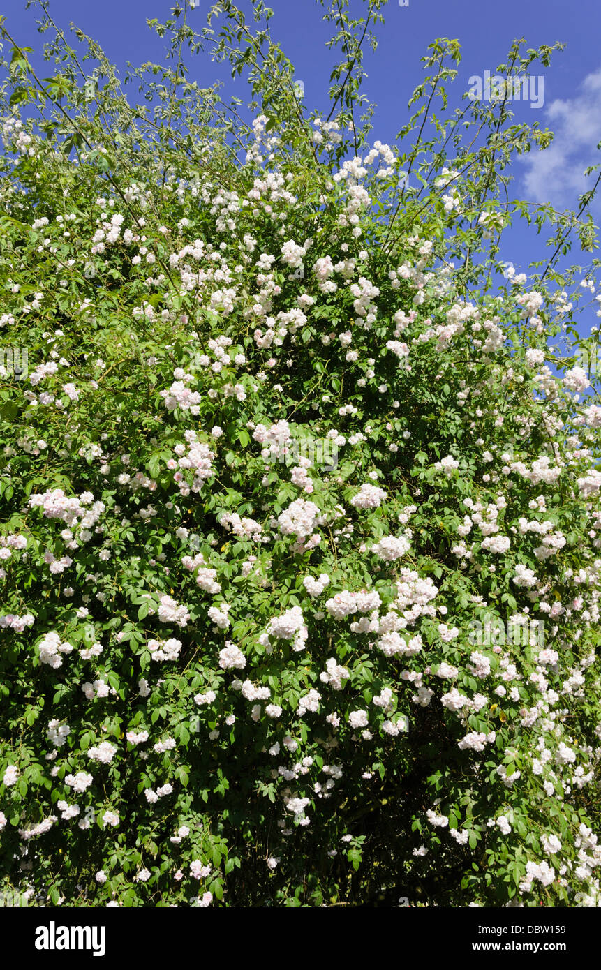 Rambler (Rosa Paul's Himalayan Musk) Stock Photo