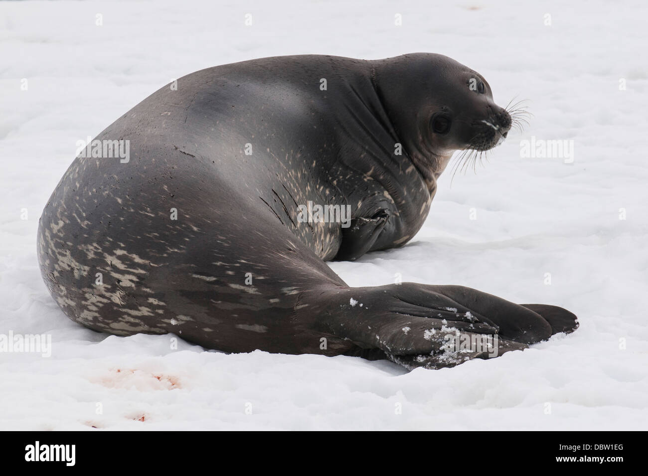 Elephant seal, Mirounga leonina, on Mikkelson Island, Antarctica, Polar Regions Stock Photo