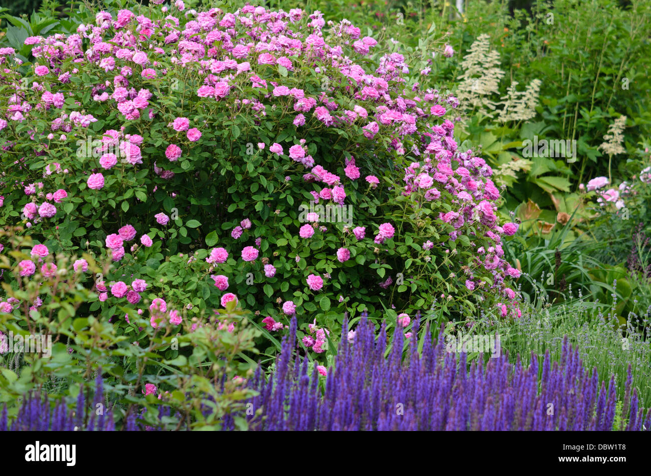 Flora rose flower plant hi-res stock photography and images - Alamy