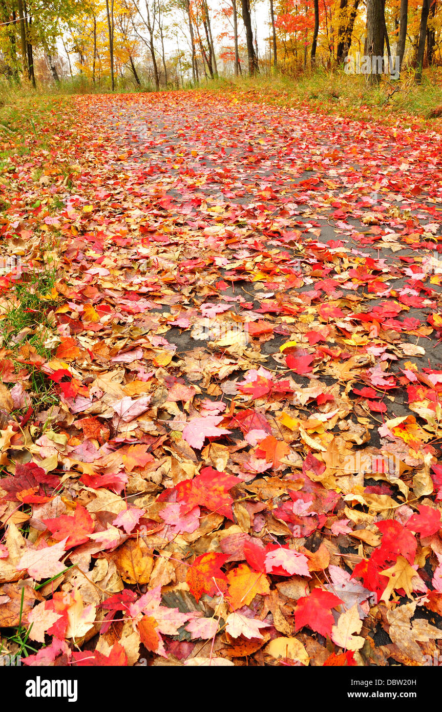 Autumn / fall leaves on a woodland path Stock Photo