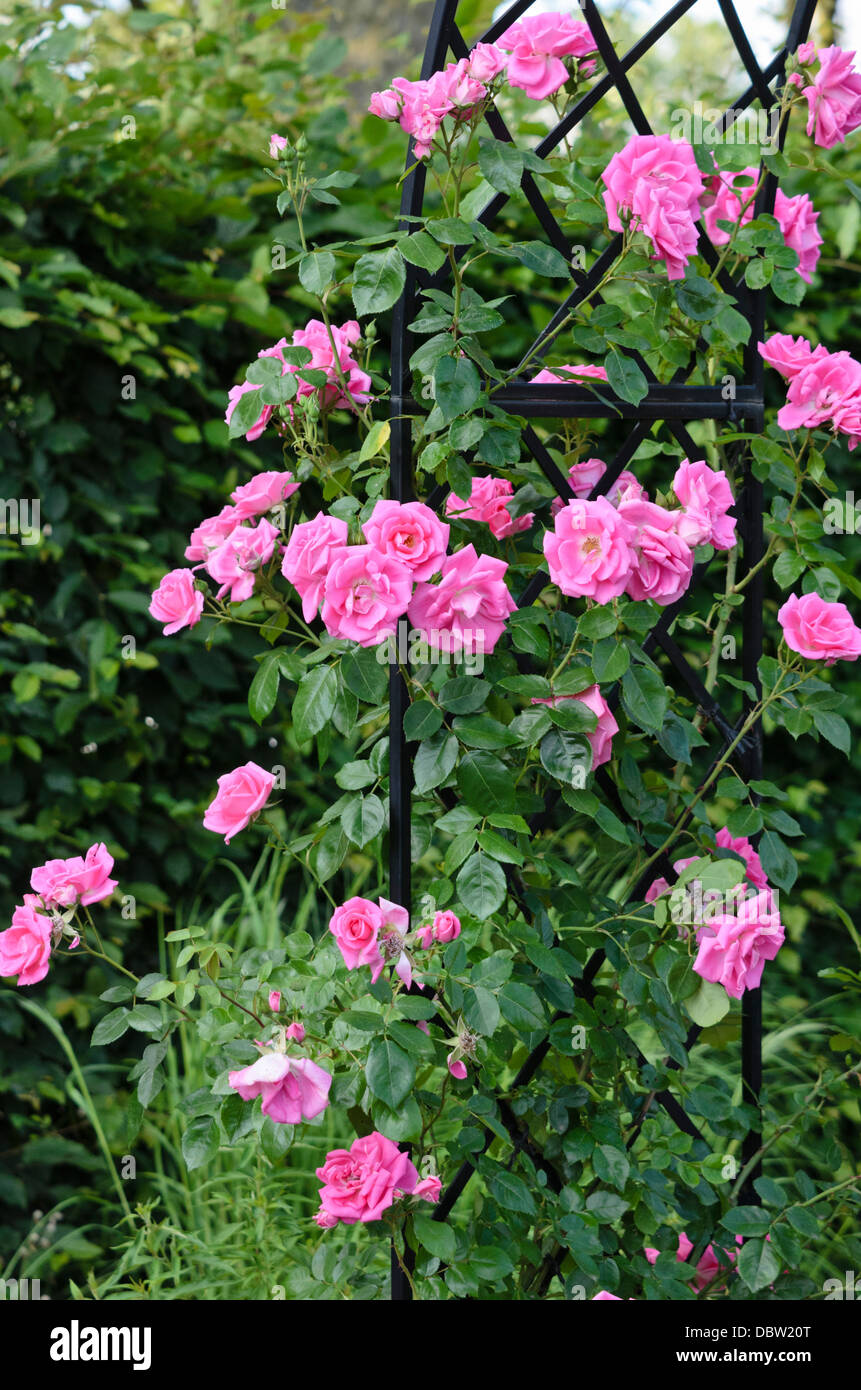 Climbing rose (Rosa Morning Jewel) Stock Photo