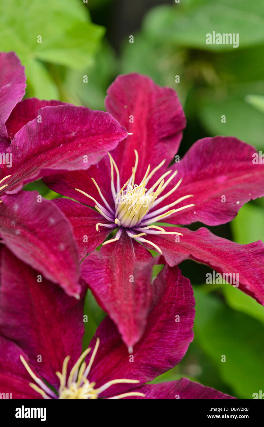 Clematis (Clematis Niobe Stock Photo Alamy