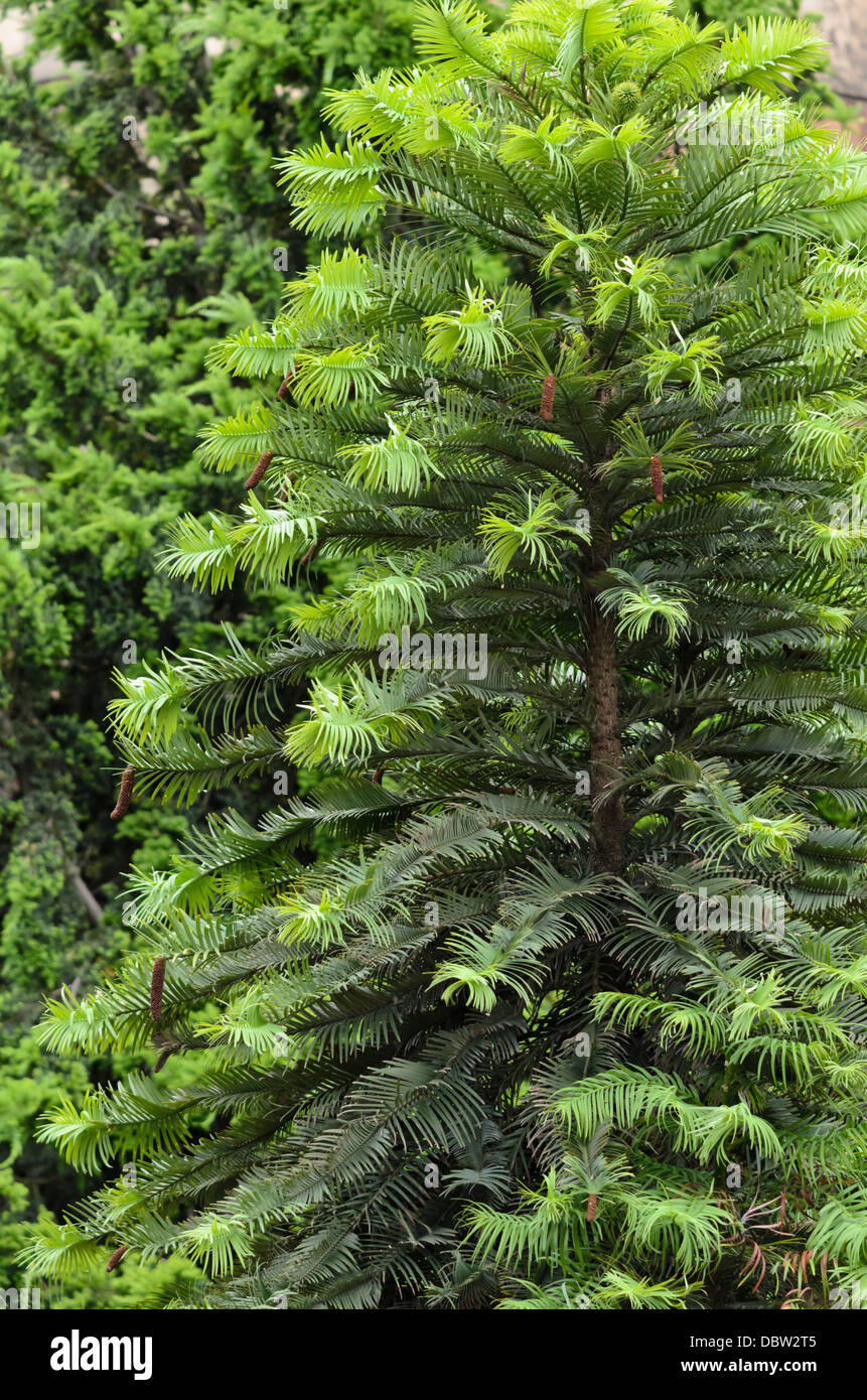 Wollemi pine (Wollemia nobilis Stock Photo Alamy