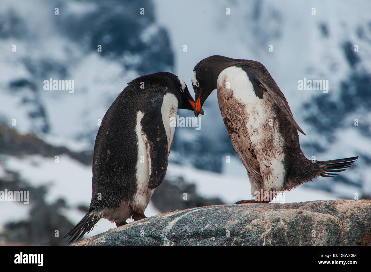 Adelie penguins (Pygoscelis adeliae), Port Lockroy research station, Antarctica, Polar Regions Stock Photo