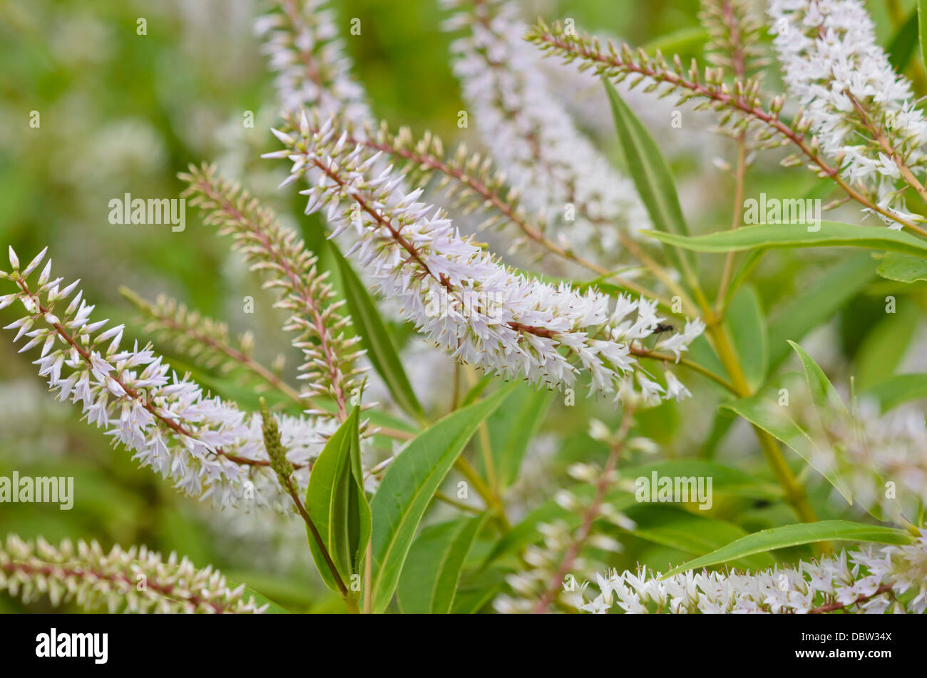 Shrubby veronica (Hebe salicifolia) Stock Photo