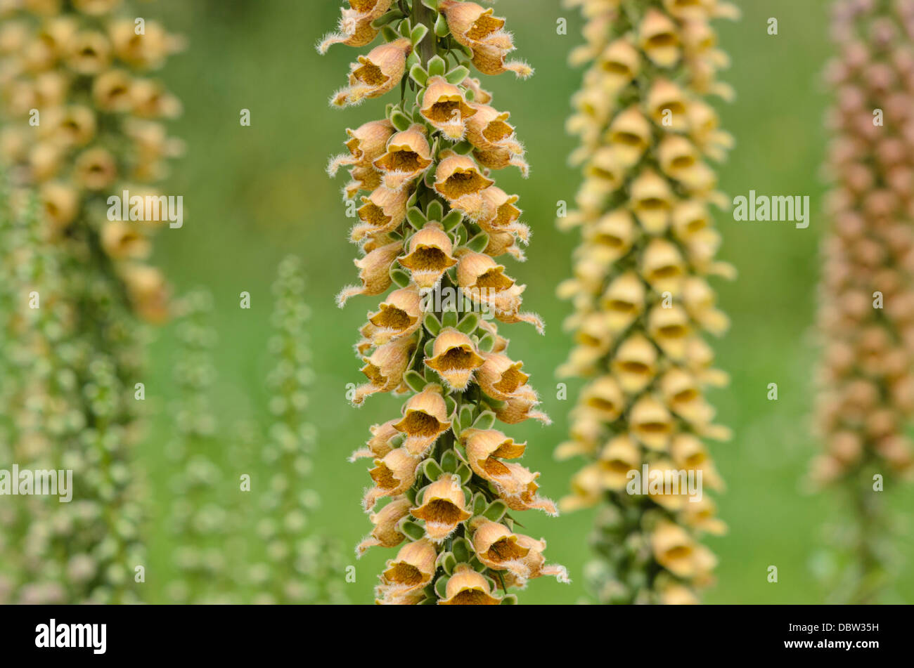Rusty foxglove (Digitalis ferruginea Stock Photo Alamy