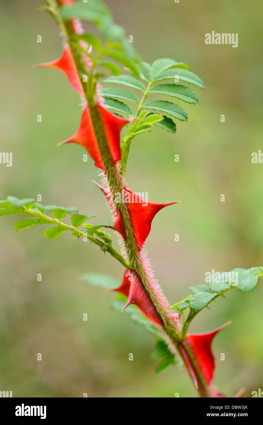 Omei rose (Rosa omeiensis) Stock Photo