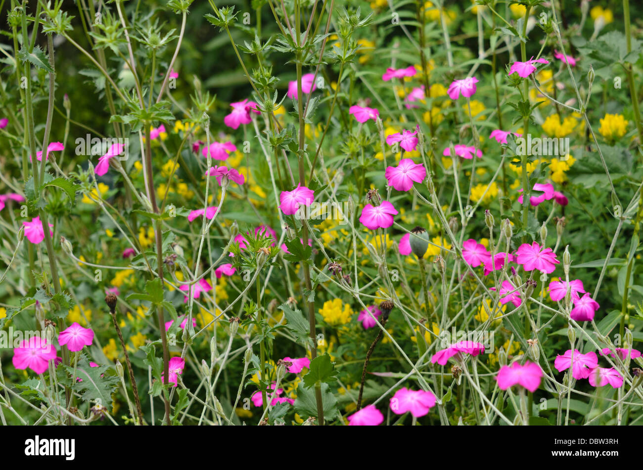 Crown pink (Lychnis coronaria syn. Silene coronaria) Stock Photo