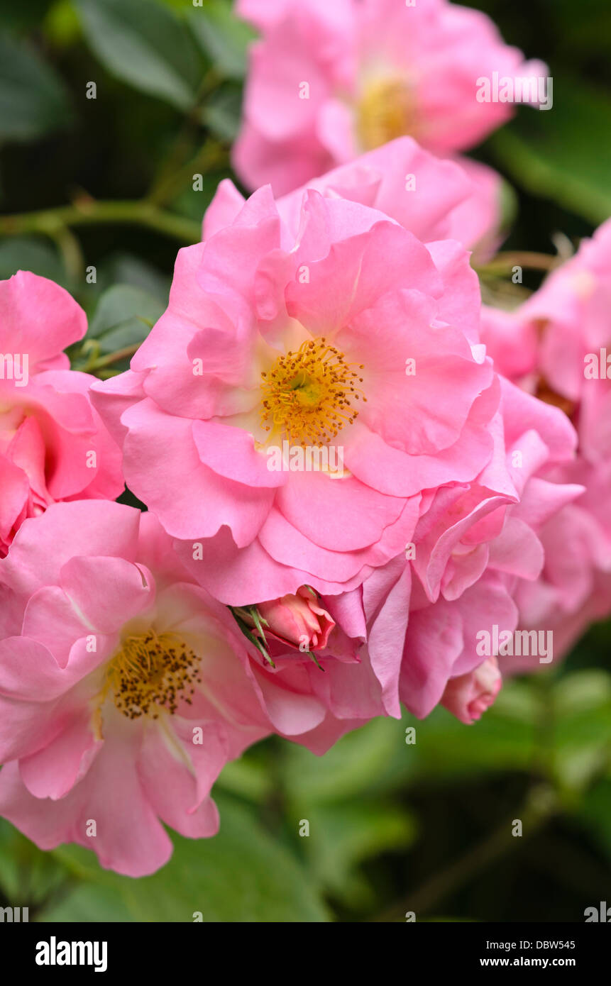 Manita hi-res stock photography and images - Alamy