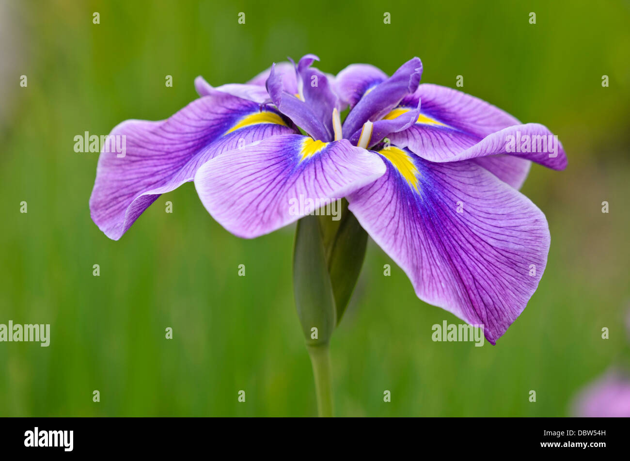 Japanese iris (Iris ensata) Stock Photo