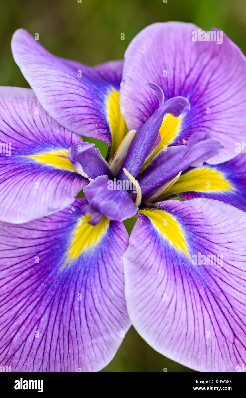 Japanese iris (Iris ensata) Stock Photo