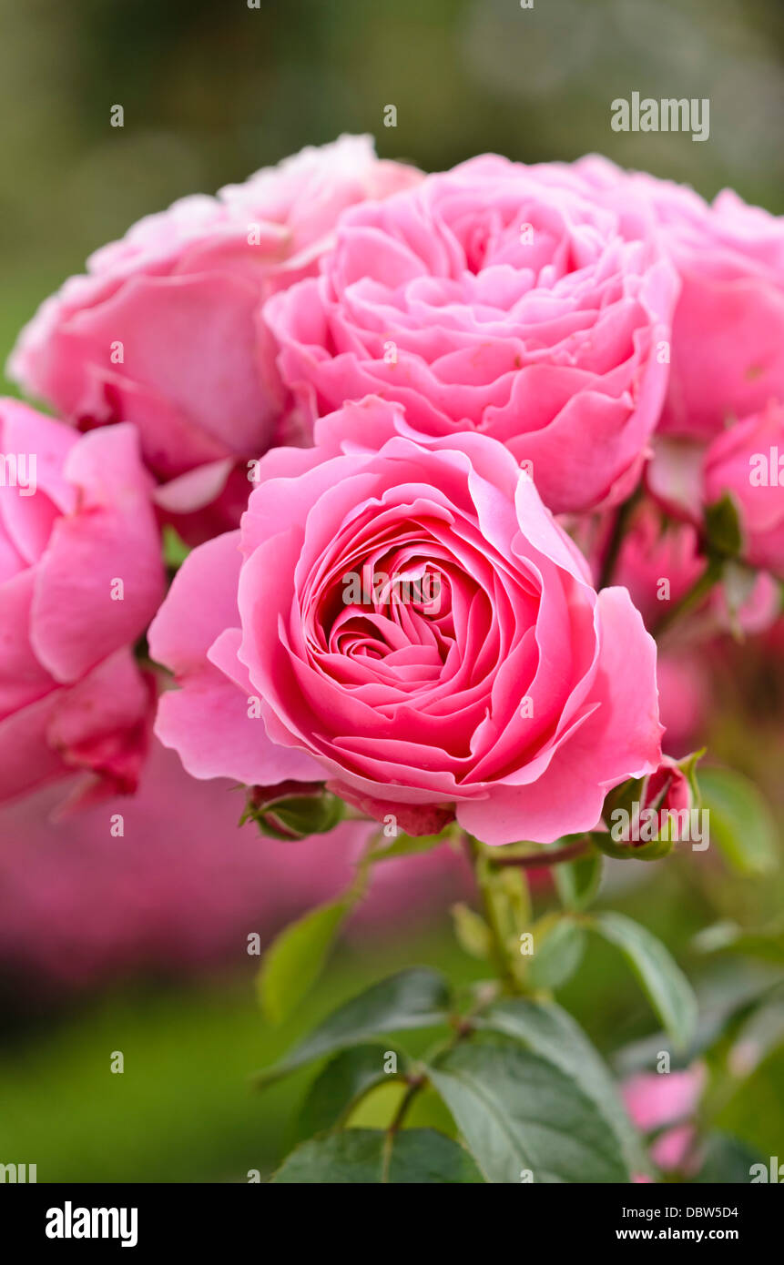 Floribunda rose (Rosa Leonardo da Vinci) Stock Photo