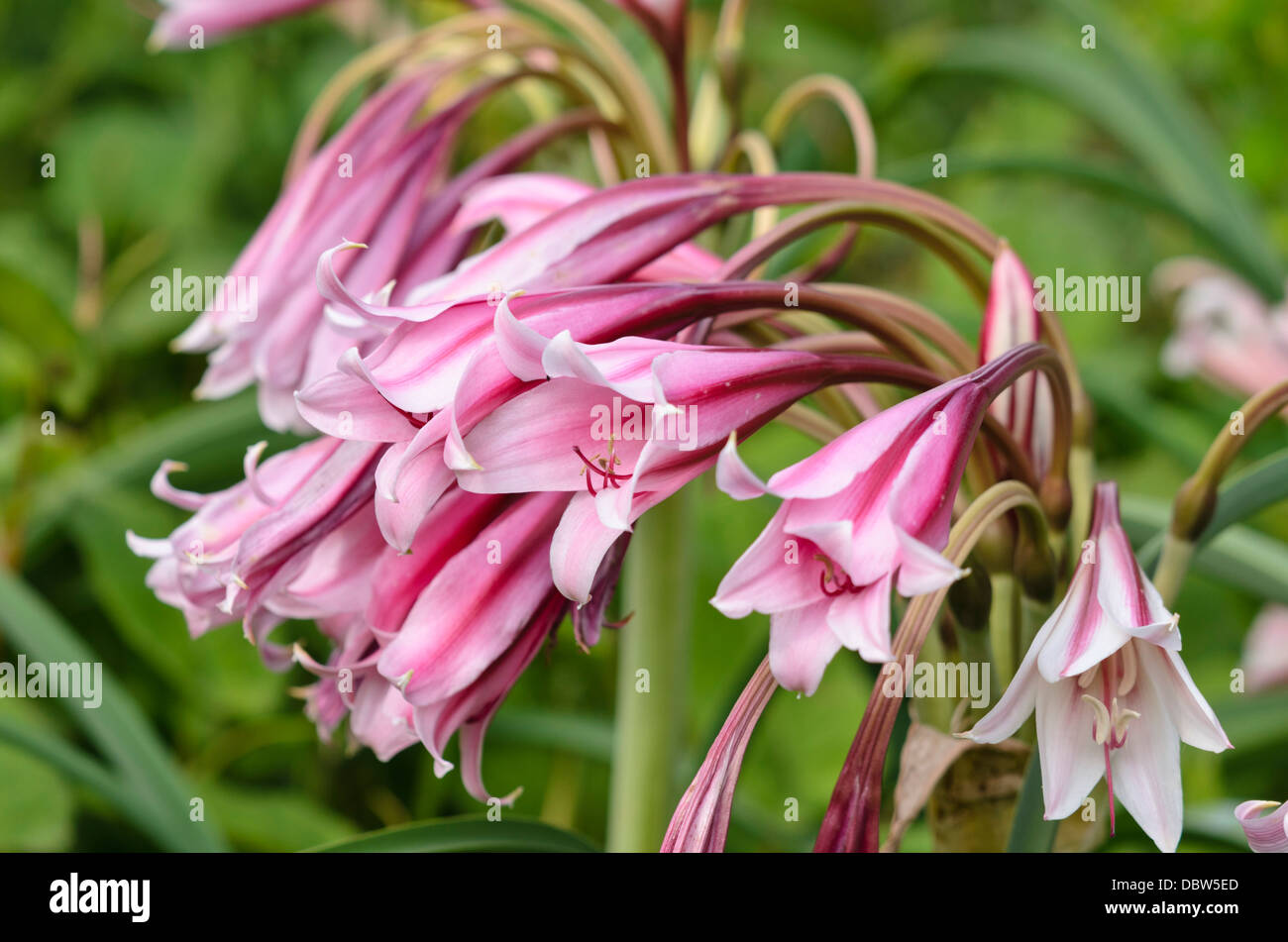 Hardy swamp lily (Crinum bulbispermum) Stock Photo
