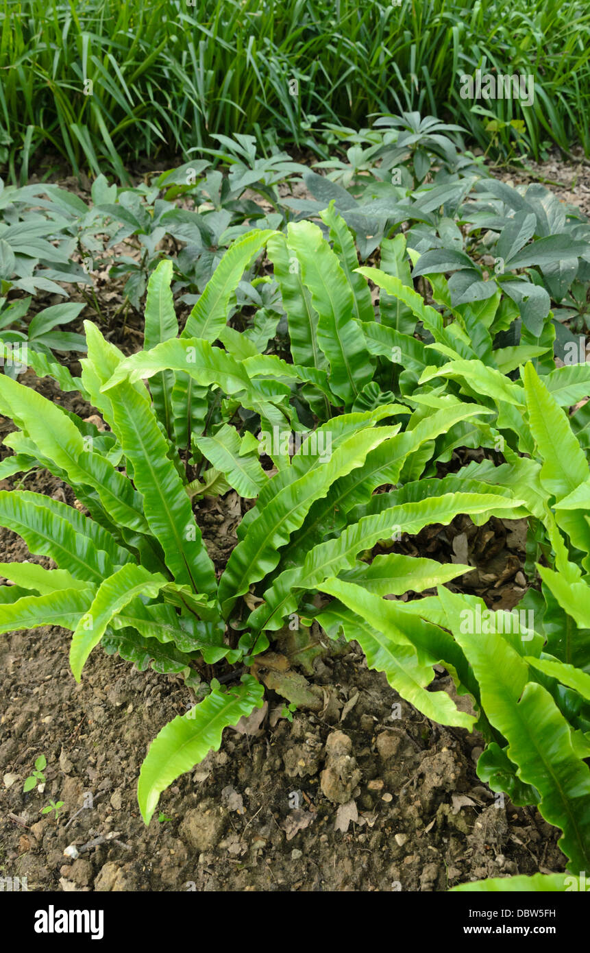 Hart's tongue fern (Asplenium scolopendrium syn. Phyllitis scolopendrium) Stock Photo
