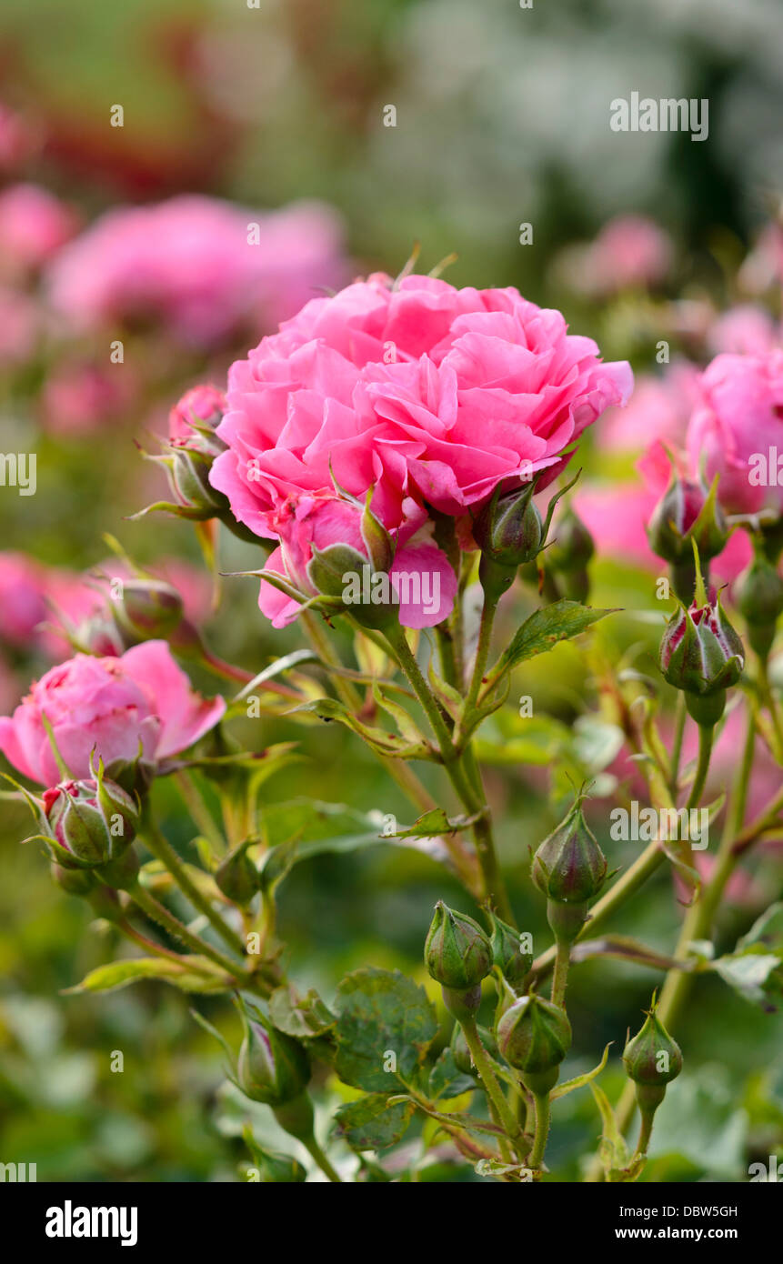 Floribunda rose (Rosa Dolomiti) Stock Photo