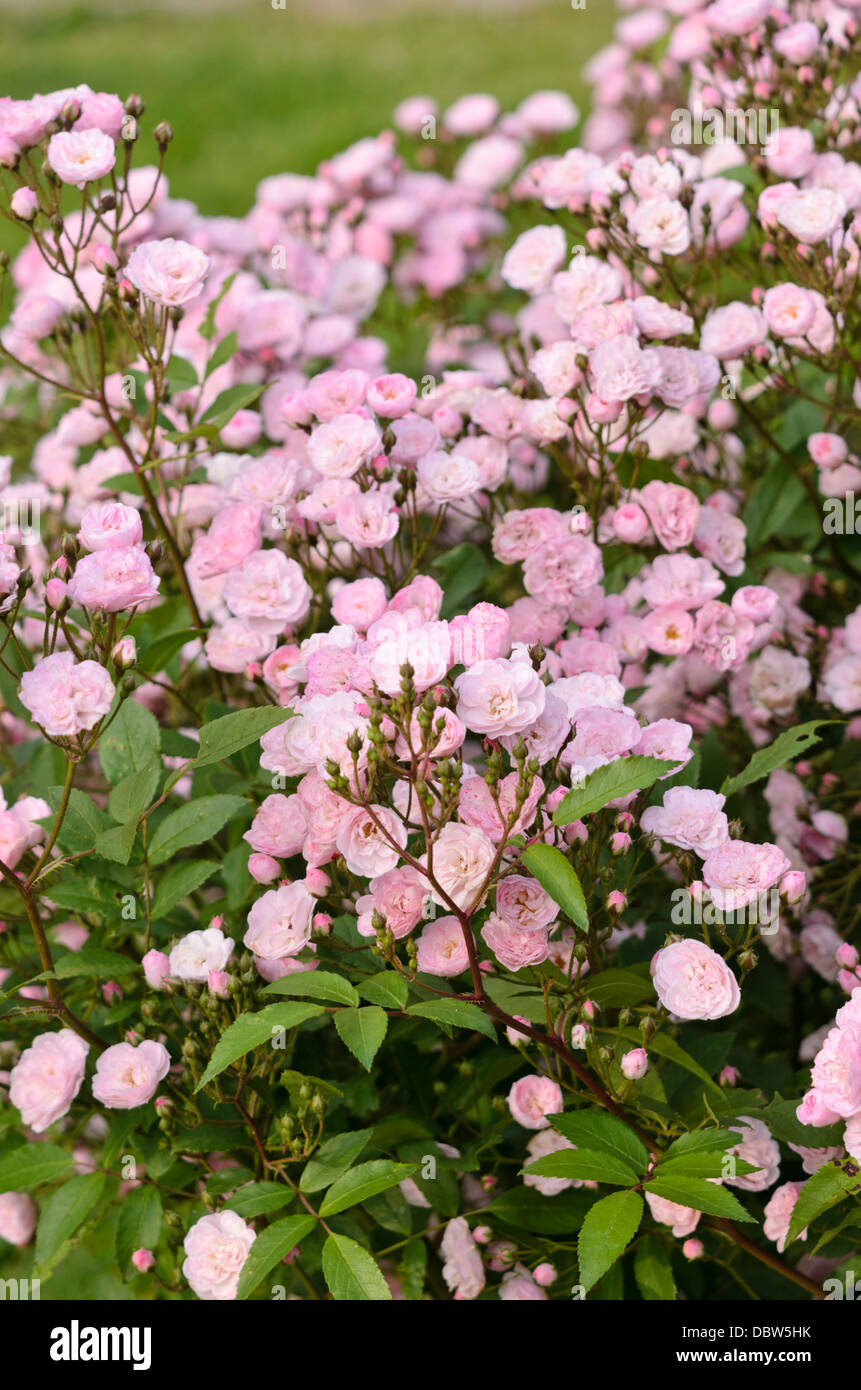 Moschata rose (Rosa Heavenly Pink) Stock Photo