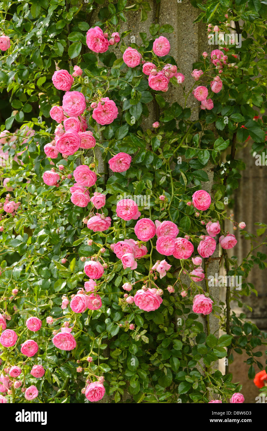 Floribunda rose (Rosa Jean Girin) Stock Photo