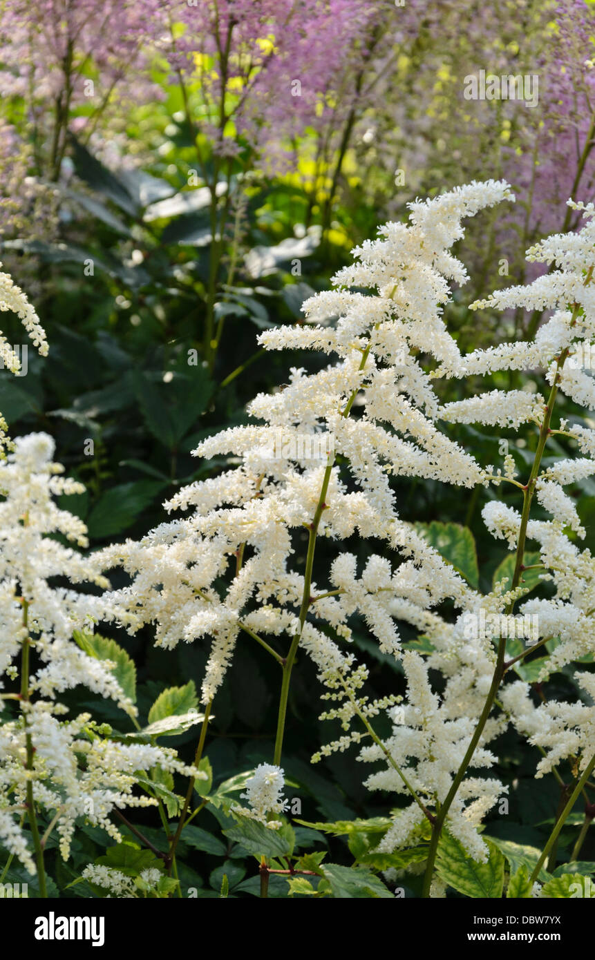 Garden astilbe (Astilbe x arendsii 'White Queen') Stock Photo