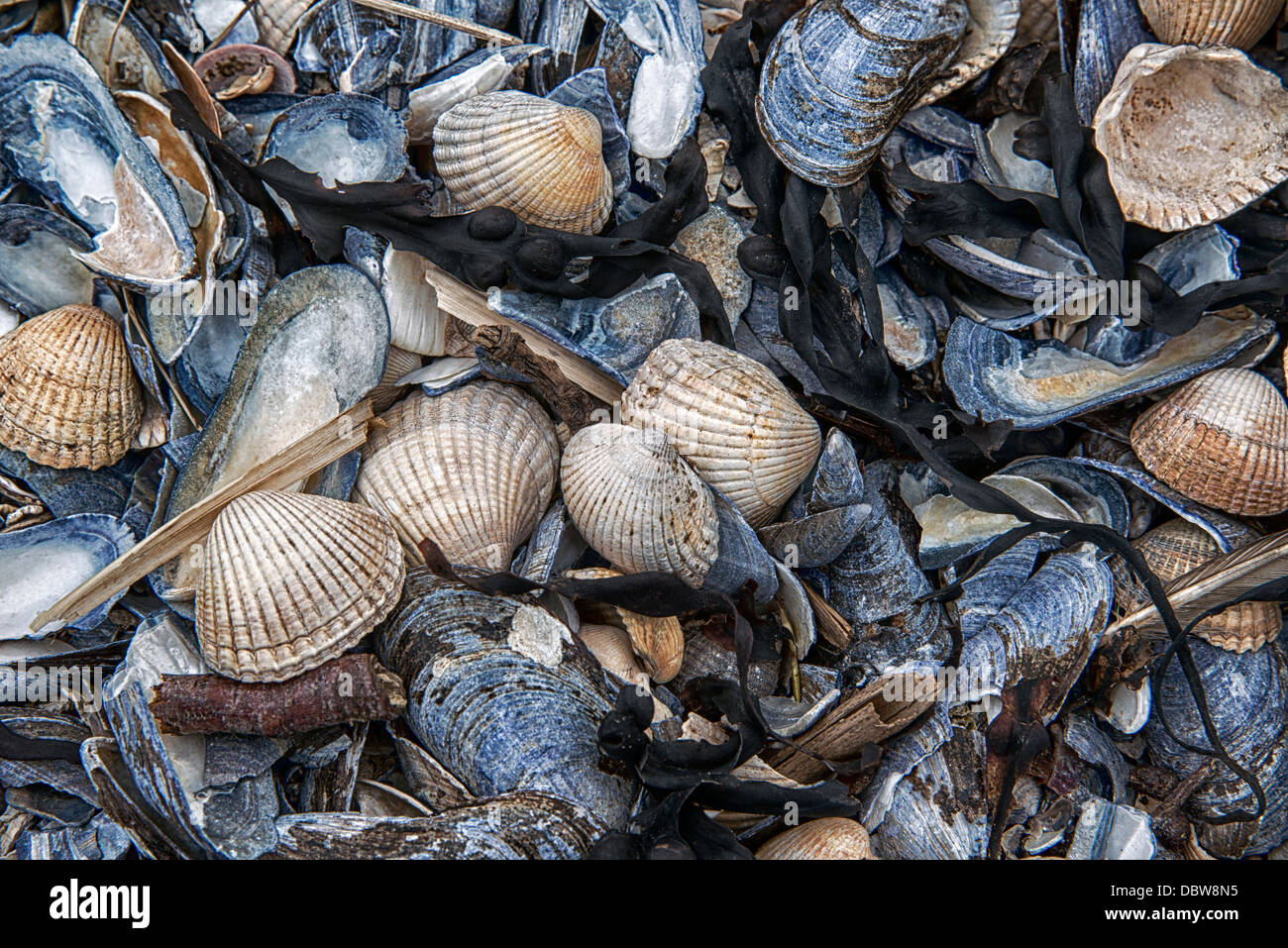 Cockles and Mussels, found on the shore at Southerness, Dumfries and Galloway. Stock Photo