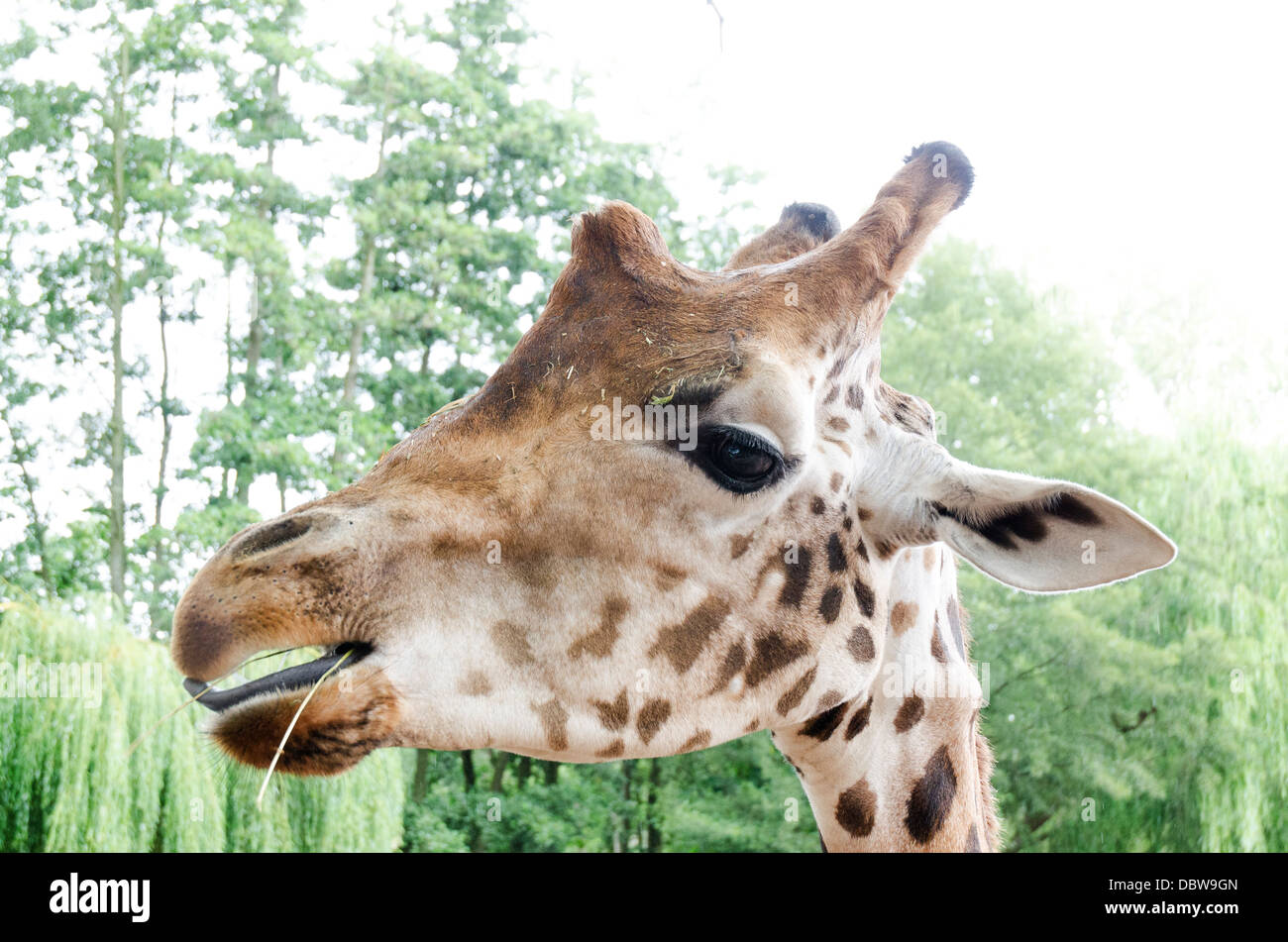 Giraffe portrait wildlife hi-res stock photography and images - Alamy