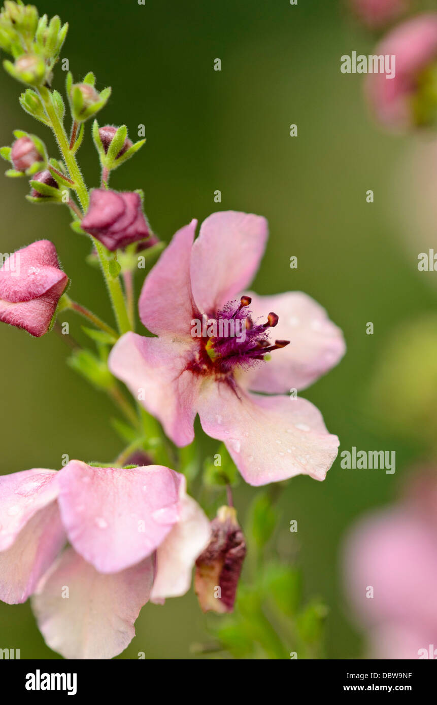 Mullein (Verbascum Southern Charm) Stock Photo