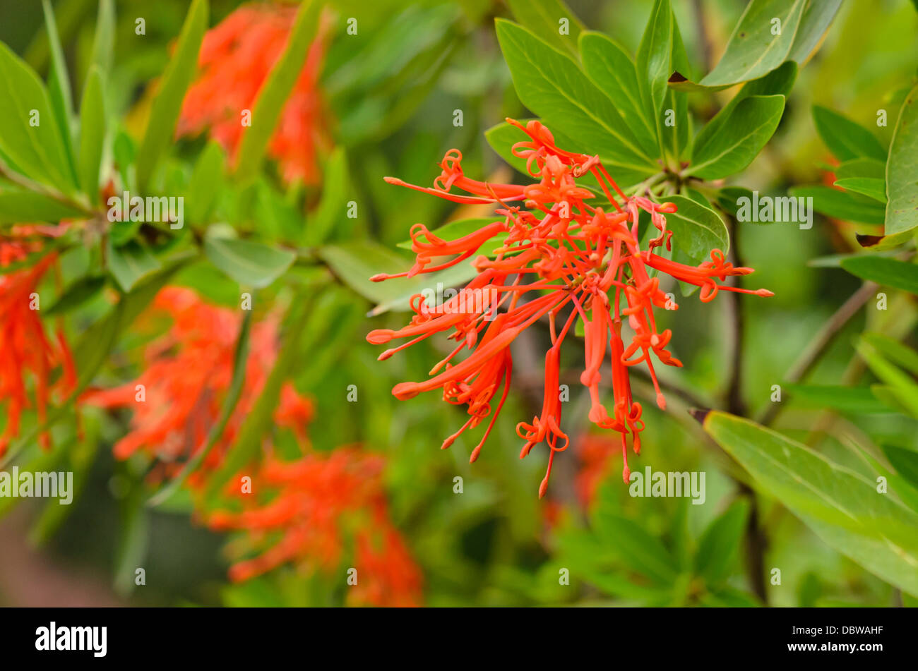 Chilean firetree (Embothrium coccineum) Stock Photo