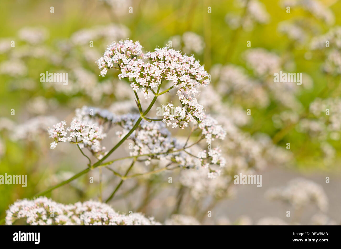 Common valerian (Valeriana officinalis) Stock Photo