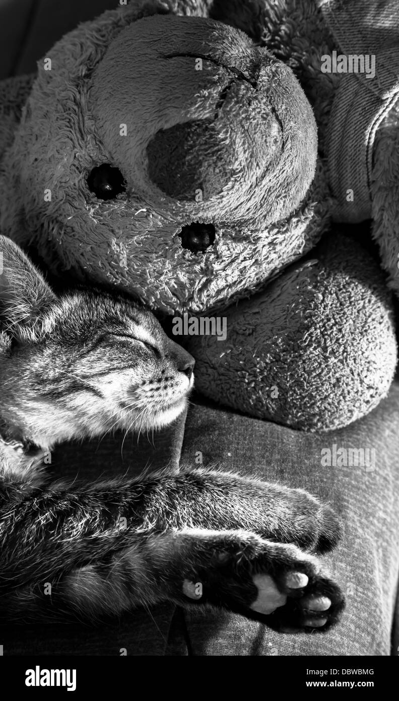 Cat sleep with teddy bear Stock Photo