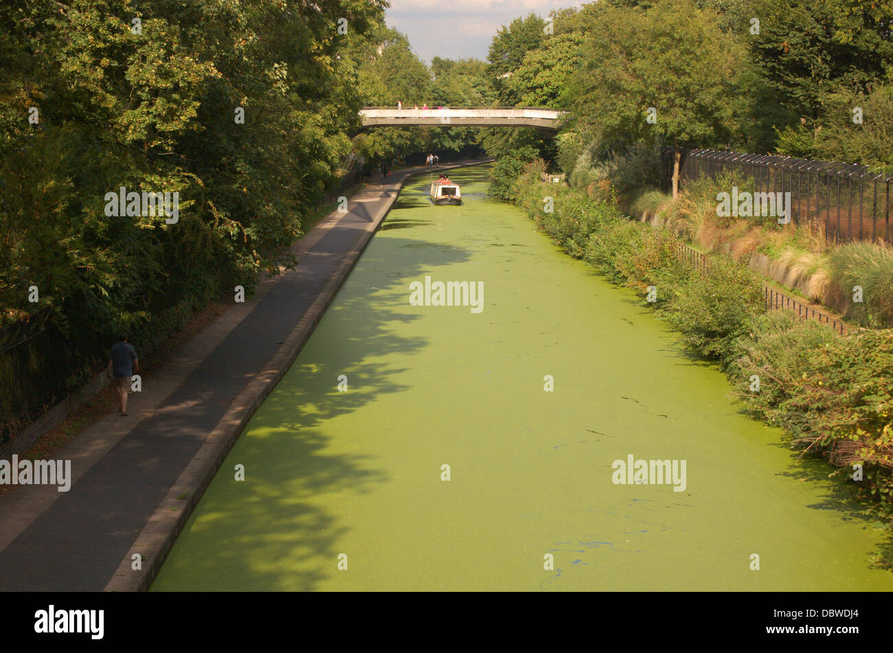 Toxic green algae on the Regents Canal in London, England Stock Photo
