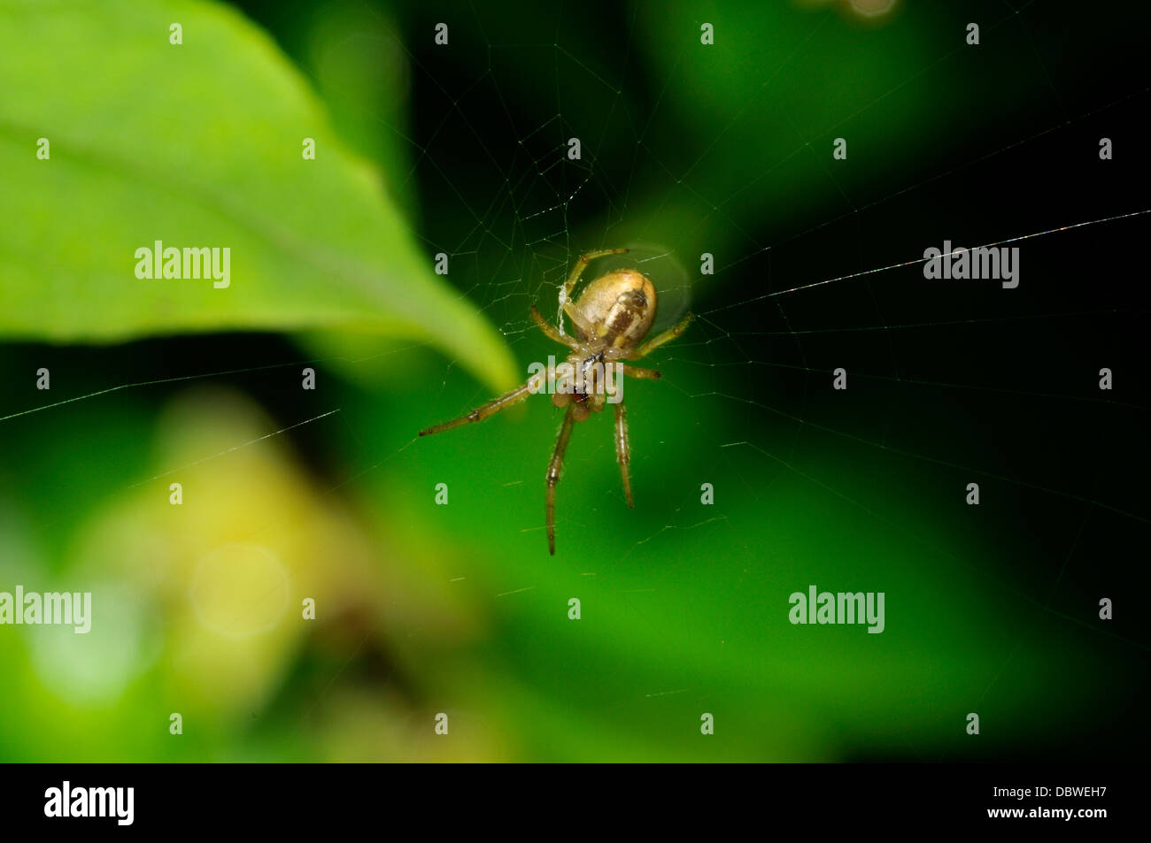 A tiny spider in the garden after the rain Stock Photo - Alamy