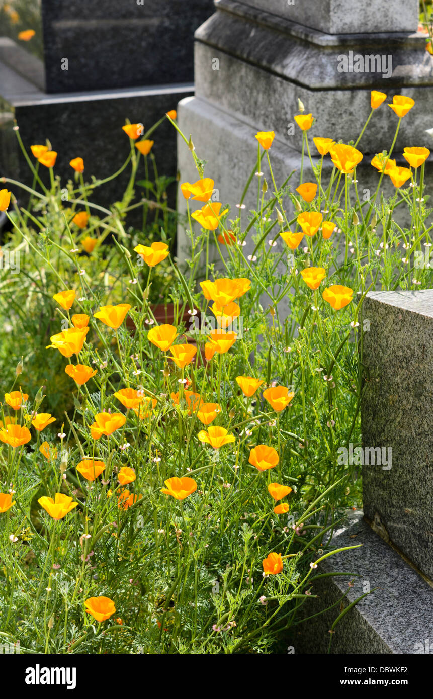 Californian poppy (Eschscholzia californica) between tombstones Stock Photo