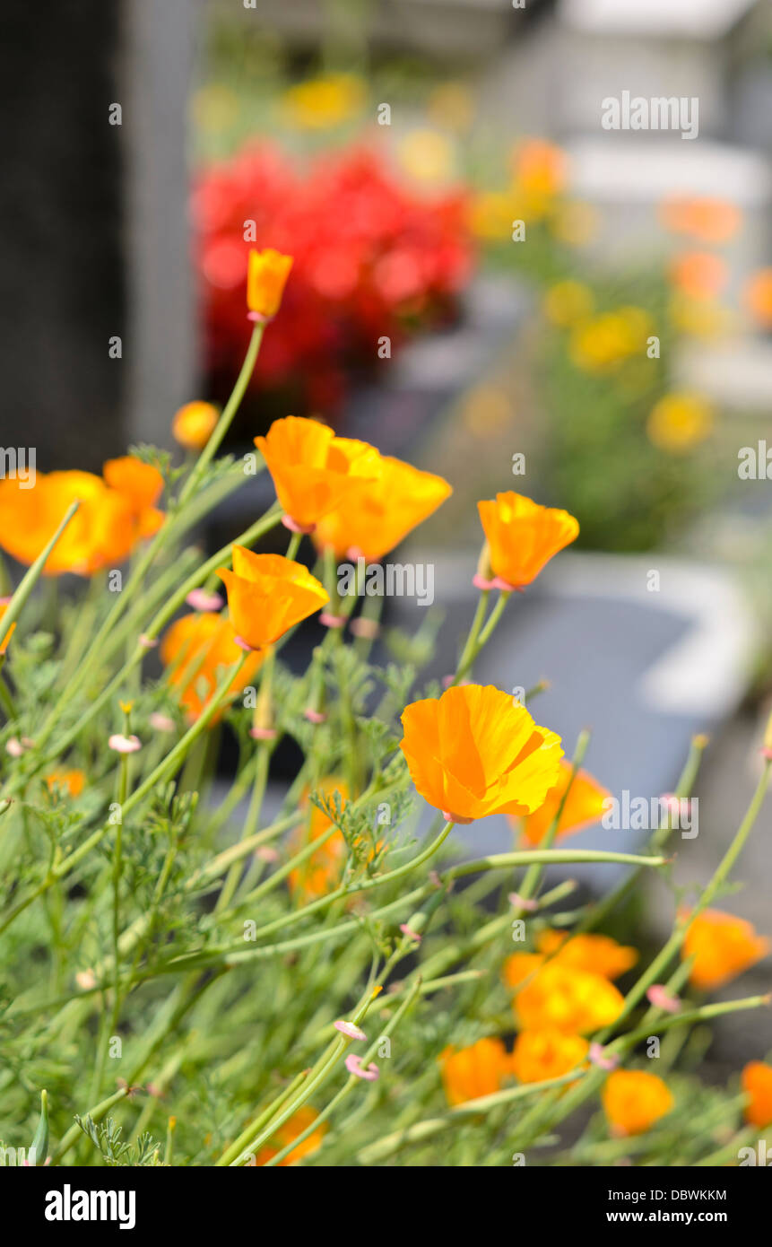 Californian poppy (Eschscholzia californica) between tombstones Stock Photo
