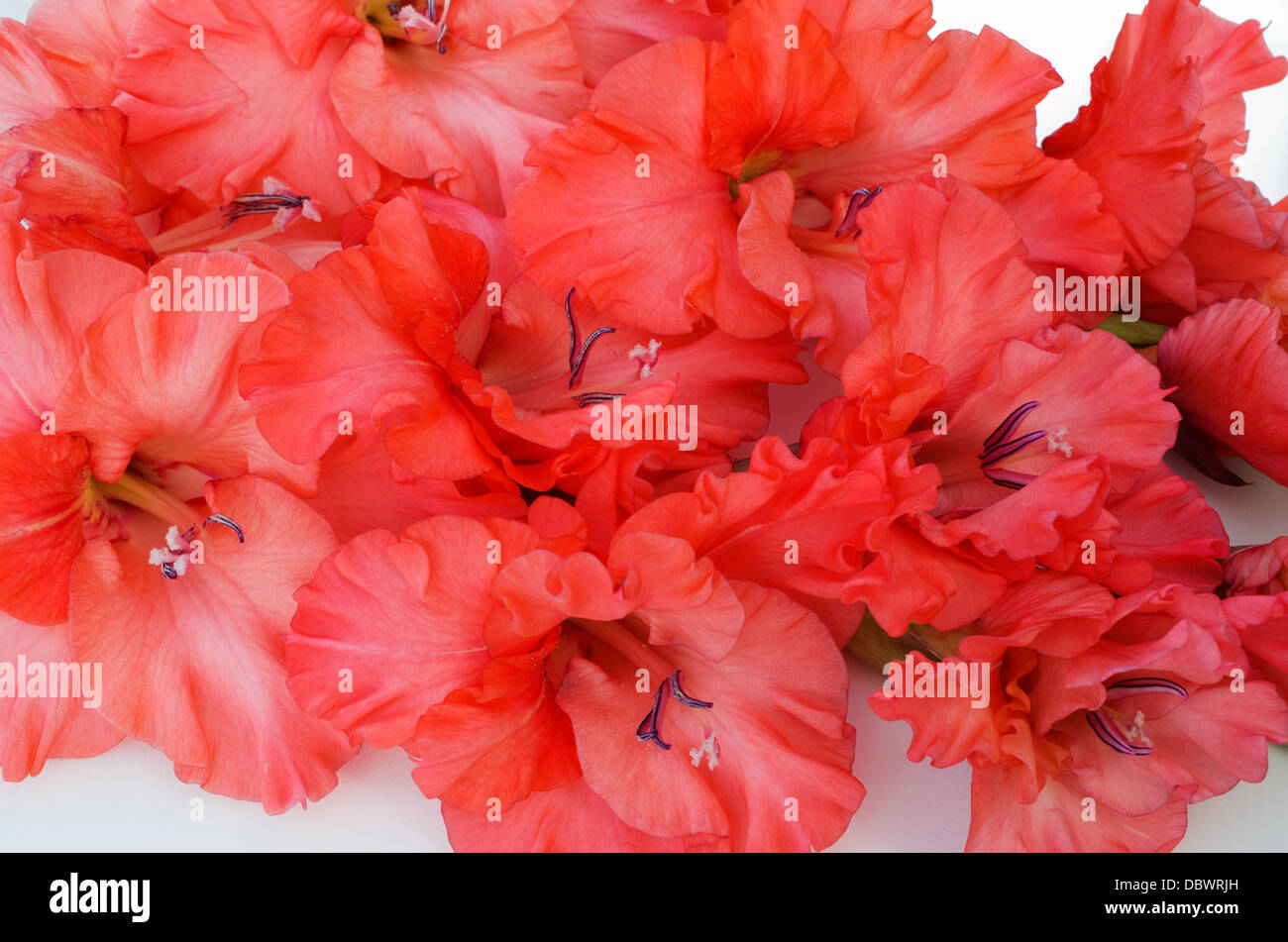 corrugated, pleated, scarlet gladiolus in a white background Stock Photo
