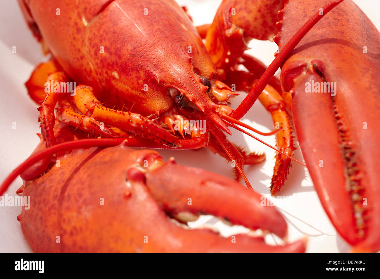A cooked Maine lobster, ready to eat Stock Photo