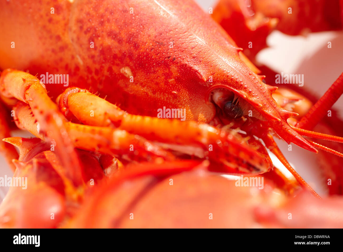 A cooked Maine lobster, ready to eat Stock Photo