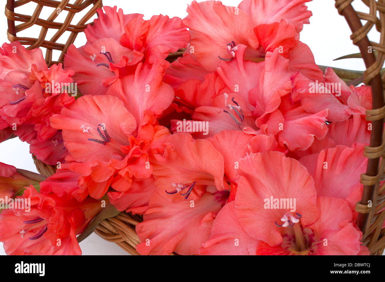 beautiful gladiolus are in a wicker basket Stock Photo
