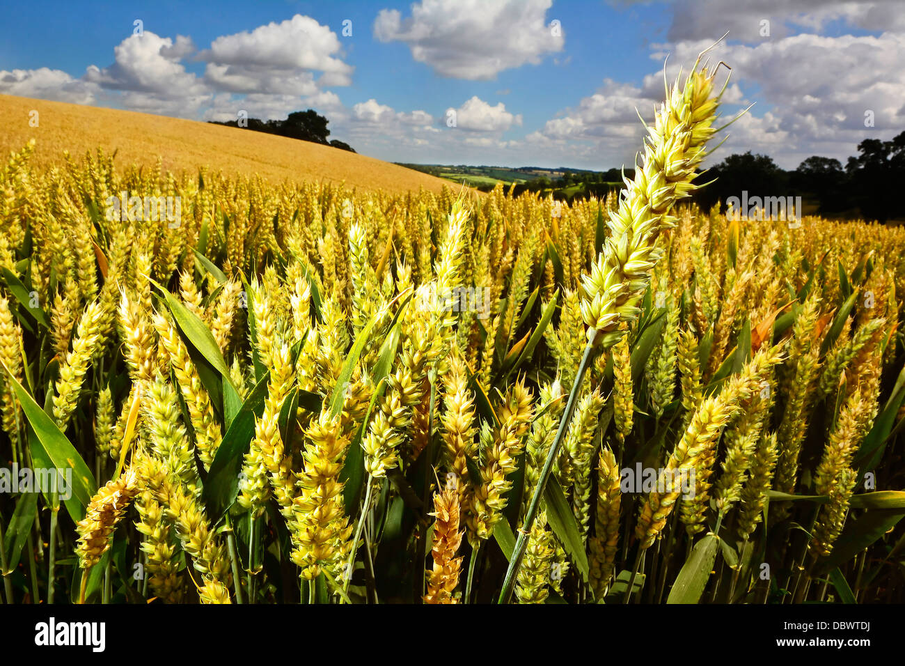 On the corn field in the UK appeared obscene message to Donald Trump On the corn field in the UK appeared obscene message to Donald Trump