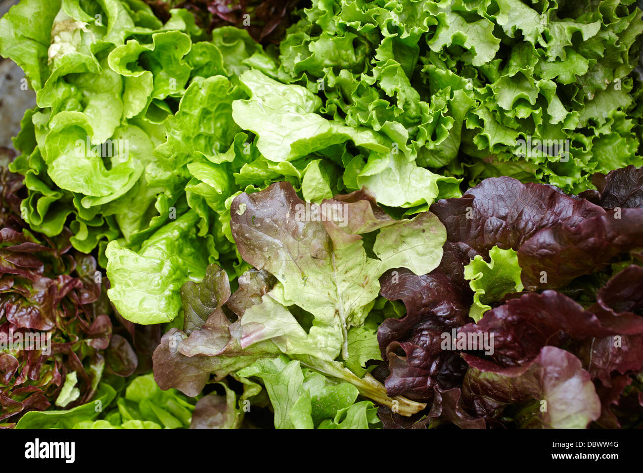 fresh lettuce Stock Photo Alamy
