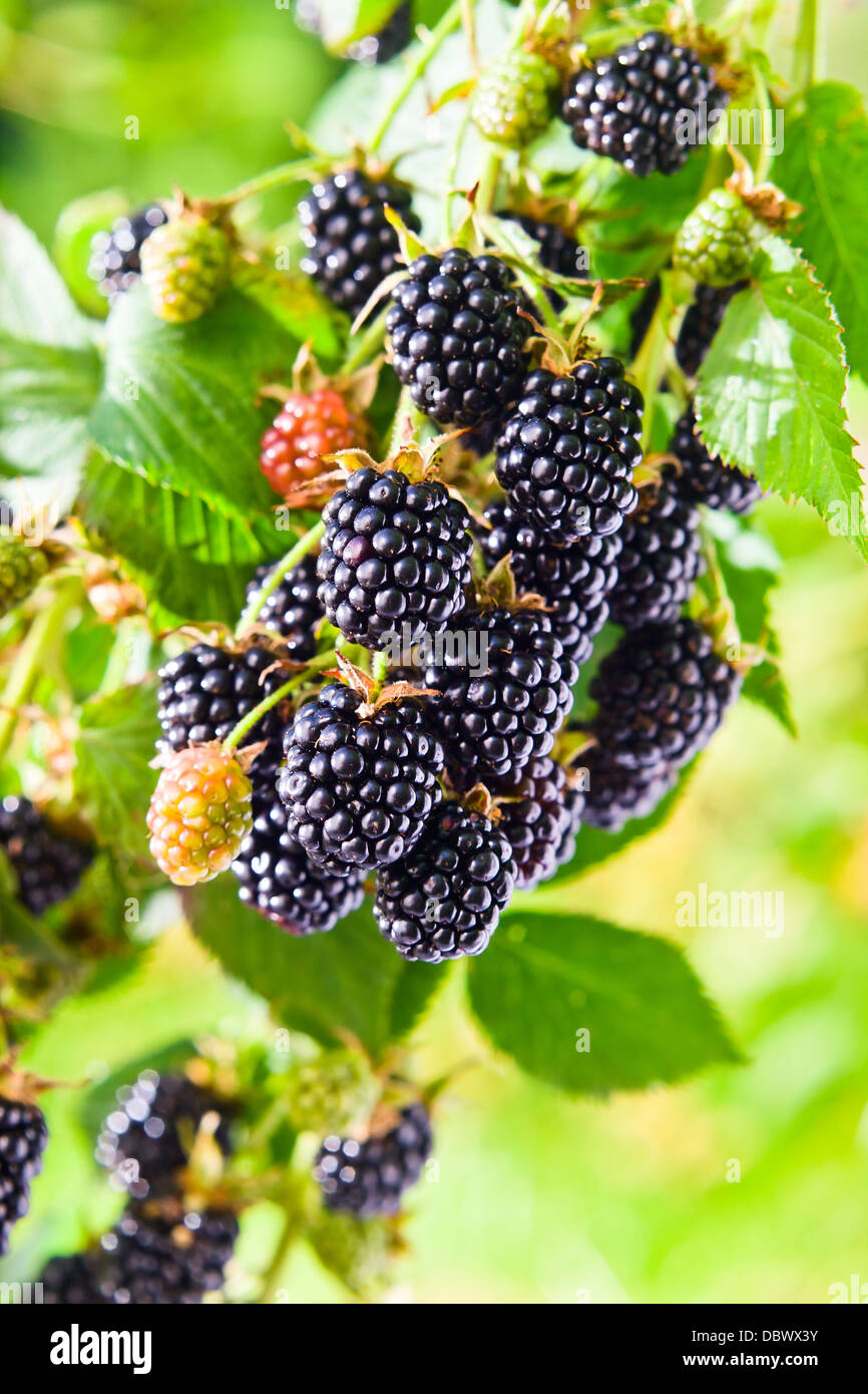 ripe blackberry on a branch in garden Stock Photo