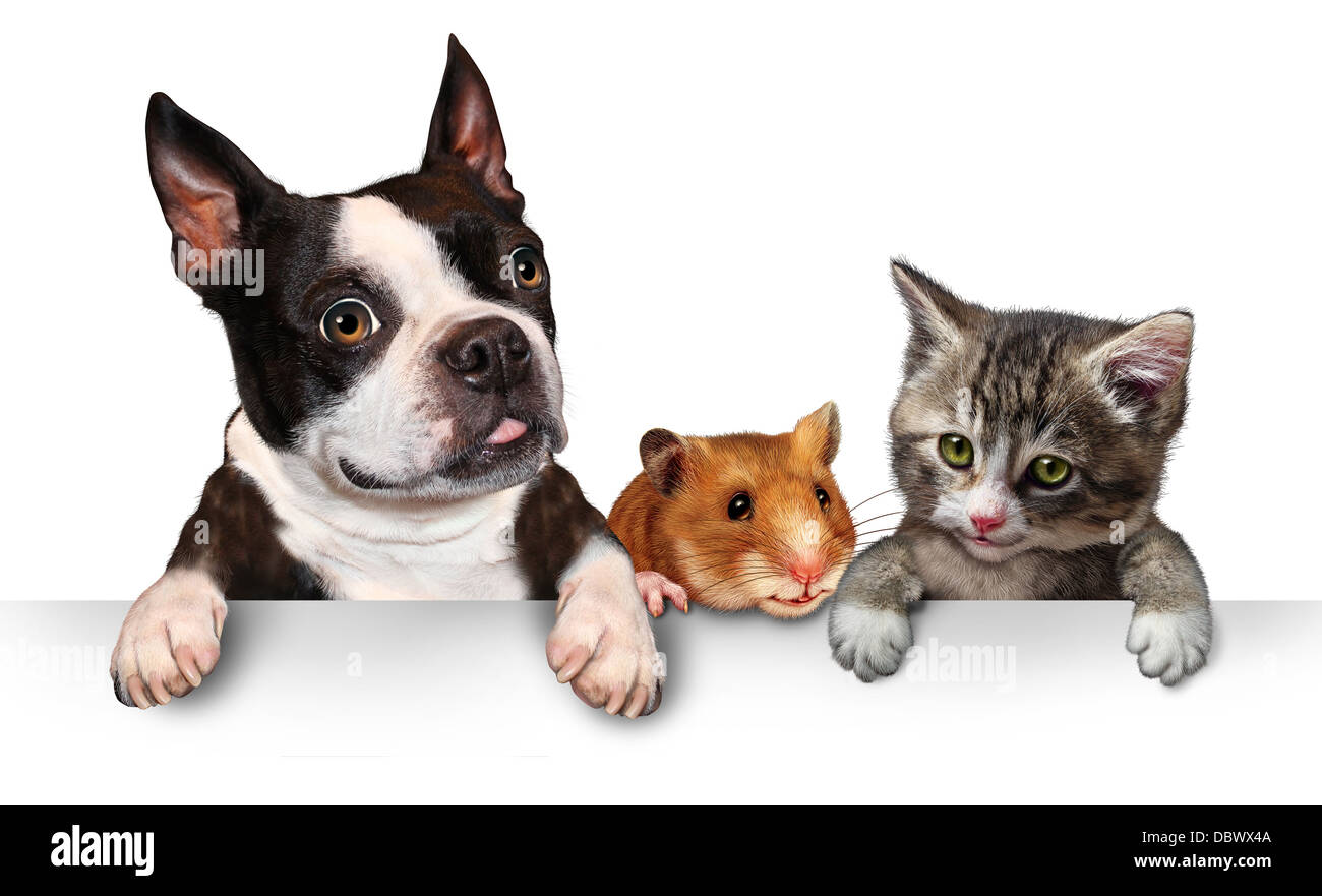 Pets sign for veterinary medicine and pet store or animal adoption advertising and marketing message with a cute dog hamster and a cat hanging on a horizontal white placard with copy space. Stock Photo