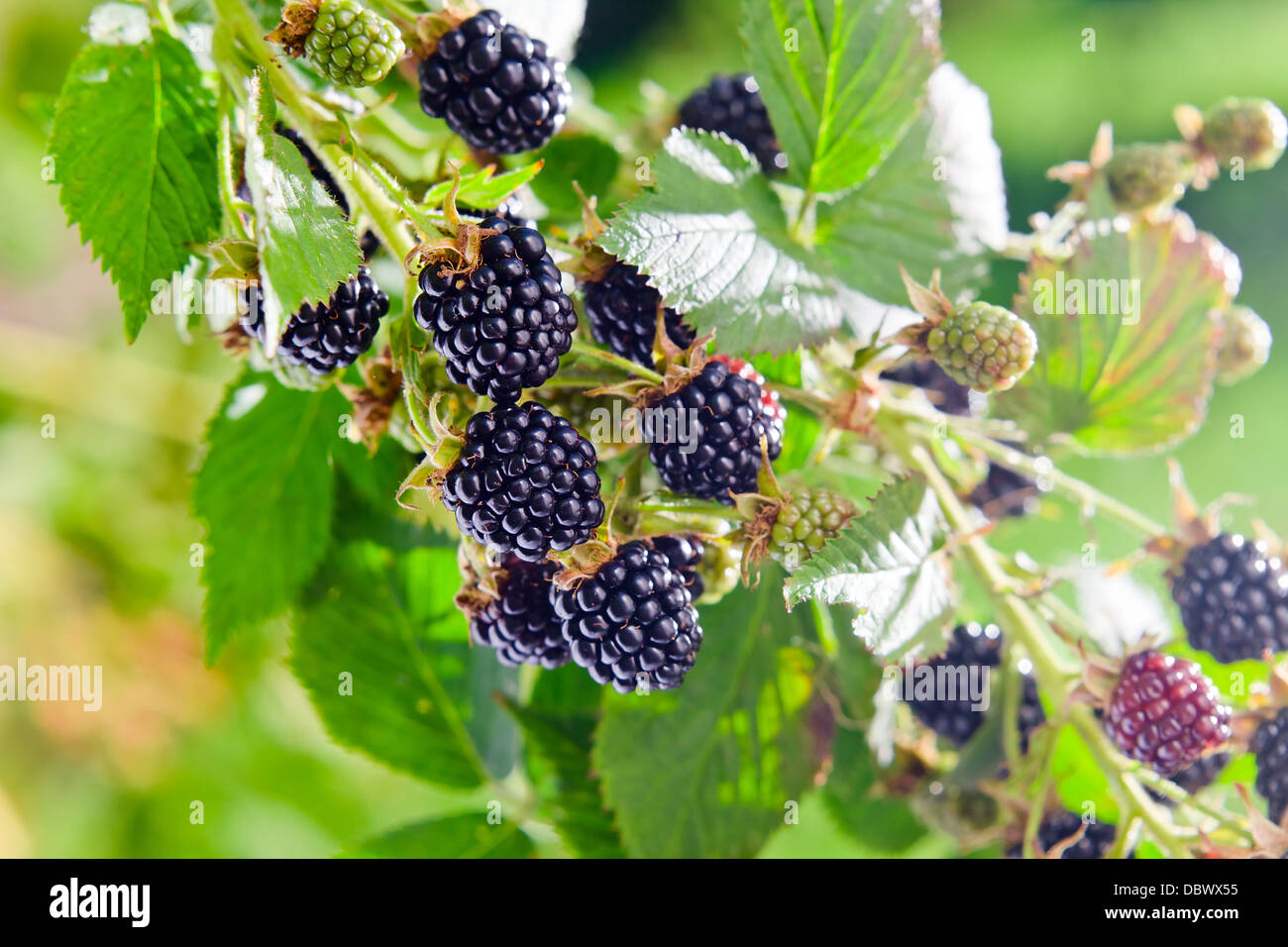 ripe blackberry on a branch in garden Stock Photo