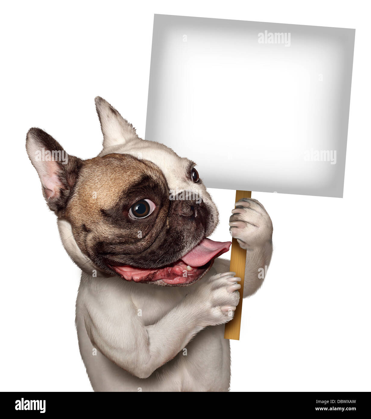 Bull Dog holding a blank white sign as a French Bulldog with a smiling happy expression supporting and communicating a message pertaining to pet products and animal care or veterinary services. Stock Photo