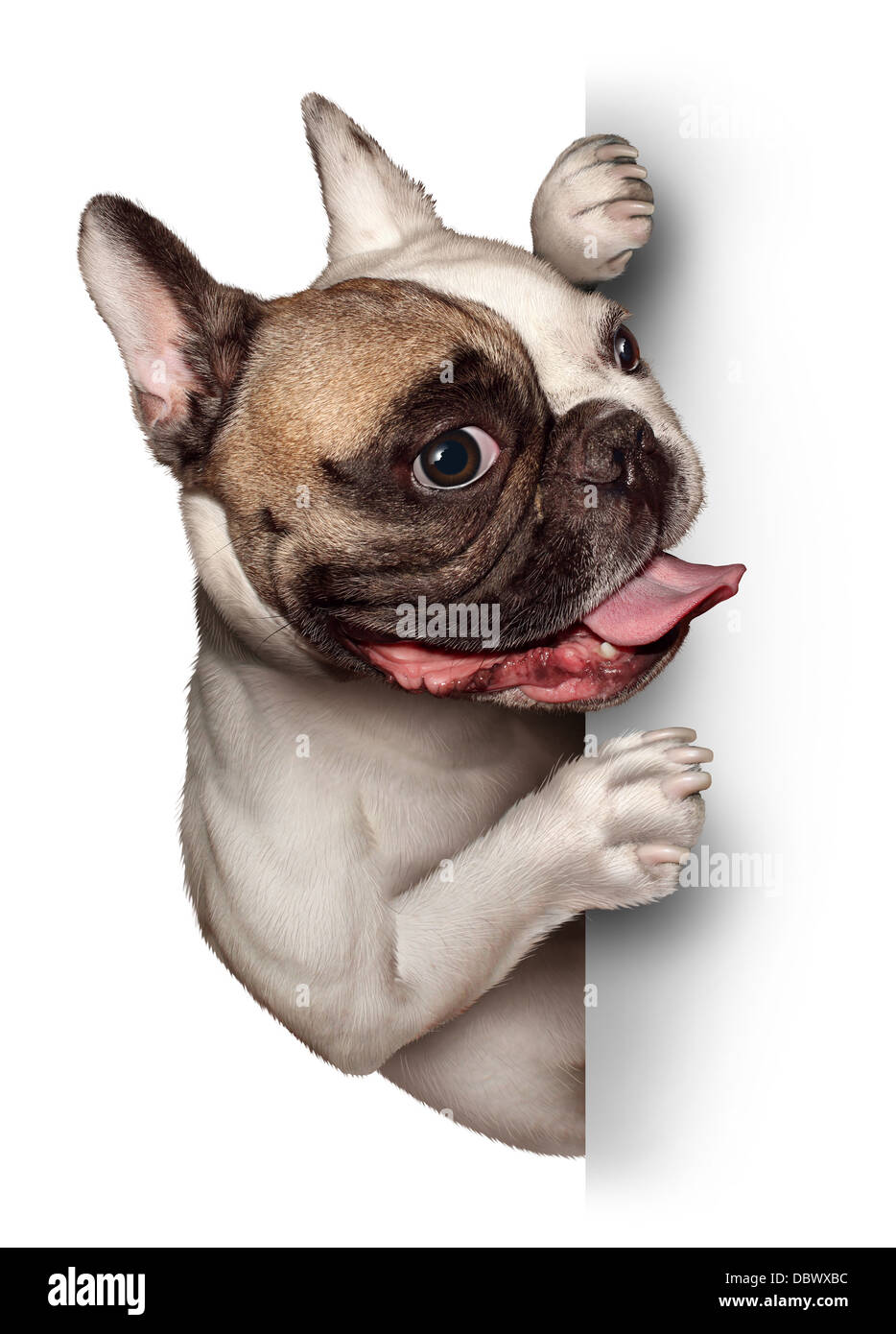 Bull Dog with a blank card vertical sign as a French Bulldog with a smiling happy expression supporting and communicating a message pertaining to pet products and animal care or veterinary services. Stock Photo