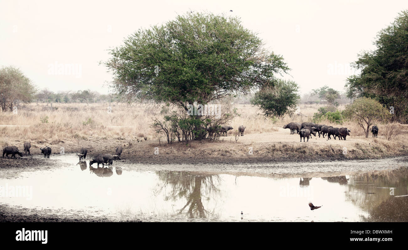 Wild African Buffalo Stock Photo - Alamy