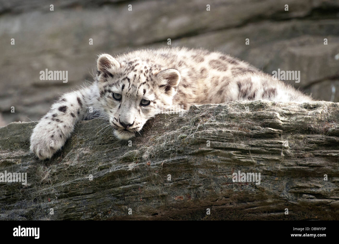 Snow Leopard Cub Lying On Rocks Looking Towards Camera Stock Photo Alamy Snow Leopard Cub Lying On Rocks Looking Towards Camera Stock Photo Alamy