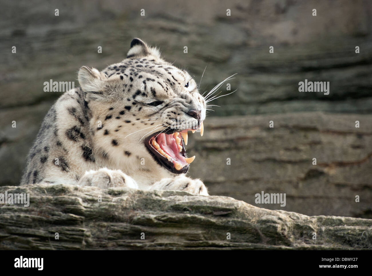 Female snow leopard snarling Stock Photo