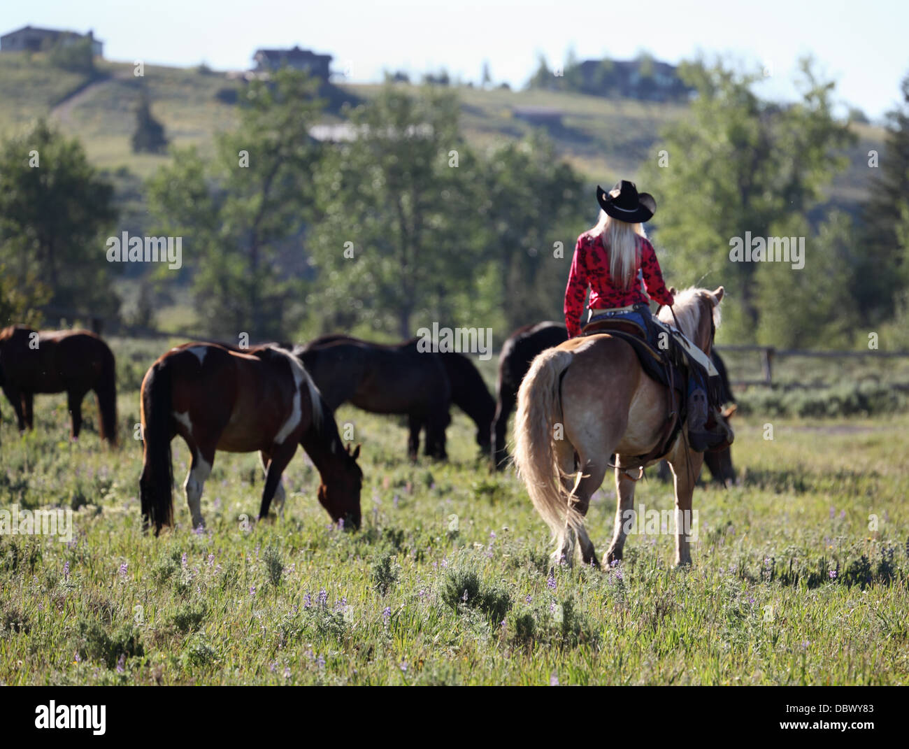 pretty cowgirl on horseback in Montana ranch Stock Photo - Alamy