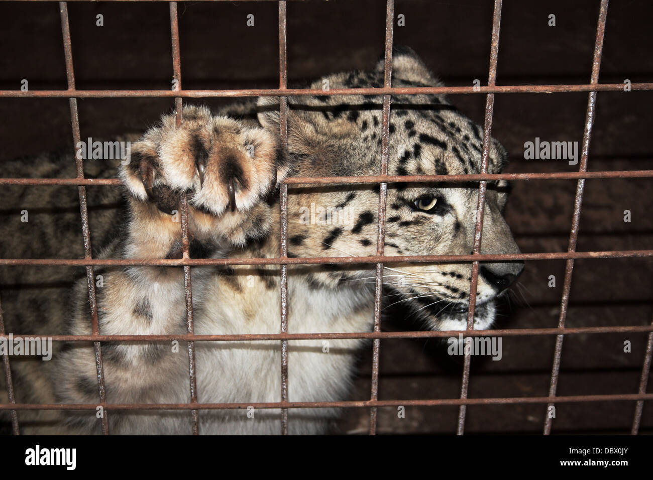 Snow leopard kept in captivity Stock Photo - Alamy