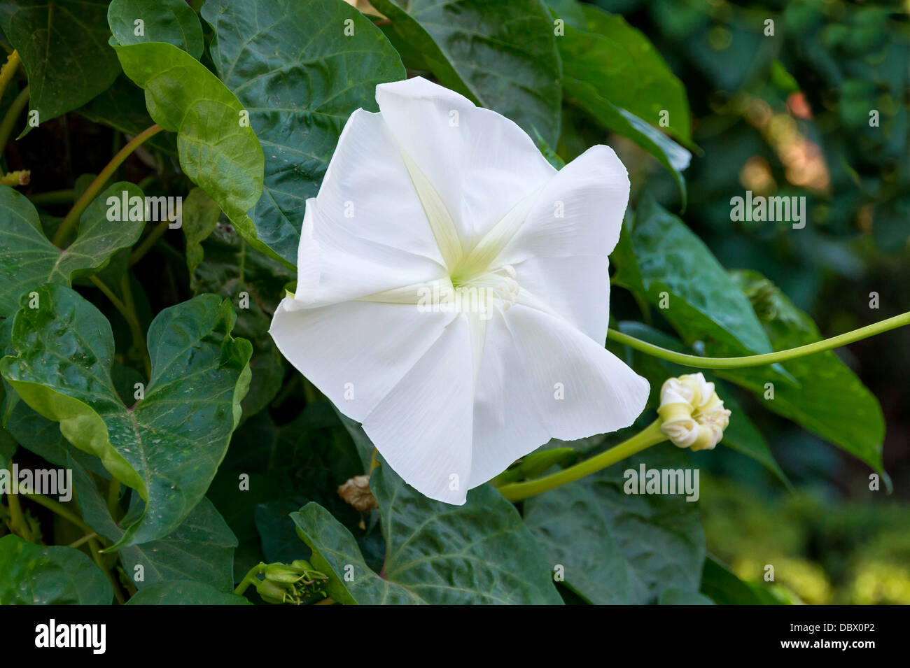Ipomoea alba, moon vine, Alhambra gardens, Granada, Spain Stock Photo